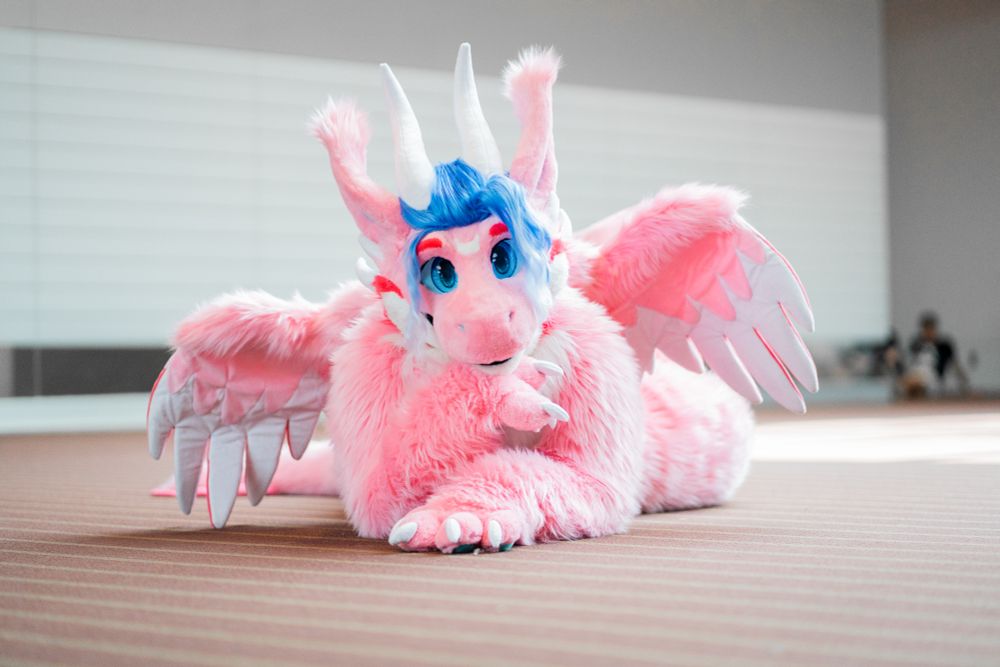 A pink dragon fursuiter poses elegantly on the floor for the camera.

TAGS: #fursuit #furtographer #anthrocon #fursuitfriday #dragon #AC2025 