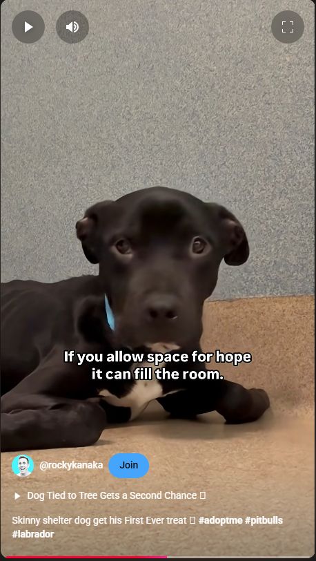 An emaciated, yet hopeful-looking, black pitbull puppy staring plaintively at the camera. The caption reads, "If you allow space for hope, it can fill the room." Quote attributed to Rocky Kanaka.