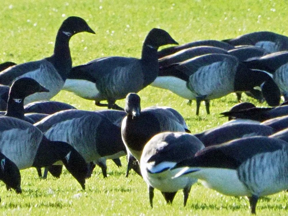 Dark-bellied Brant Goose (Branta bernicla bernicla) 
among 740+ Pale-bellied Brent Goose (Branta bernicla hrota) 
@ Erin's Isle Pitch, Finglas, Dublin, Ireland  17-01-2025