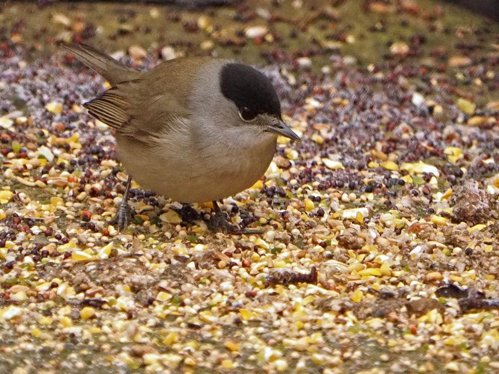 Blackcap (Sylvia atricapilla) male
Cappagh, Finglas, Dublin  08-01-2025