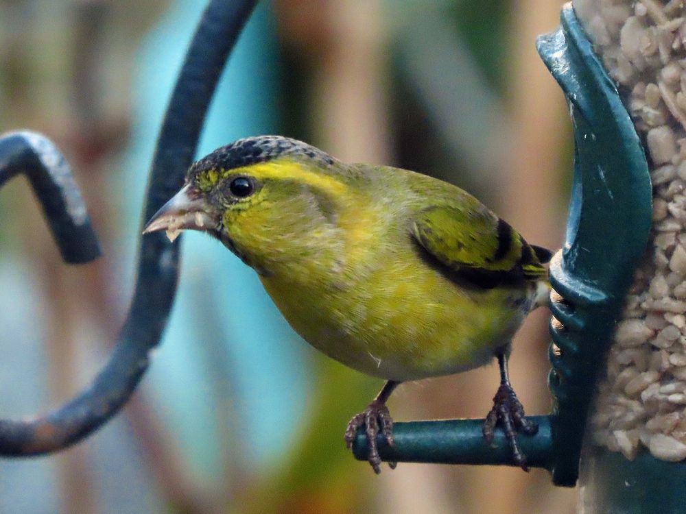 Siskins (Spinus spinus) 