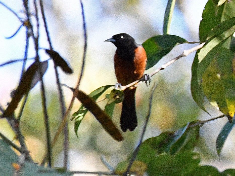 Orchard Oriole (Icterus spurius) 
Costa  Rica  15-03-2022