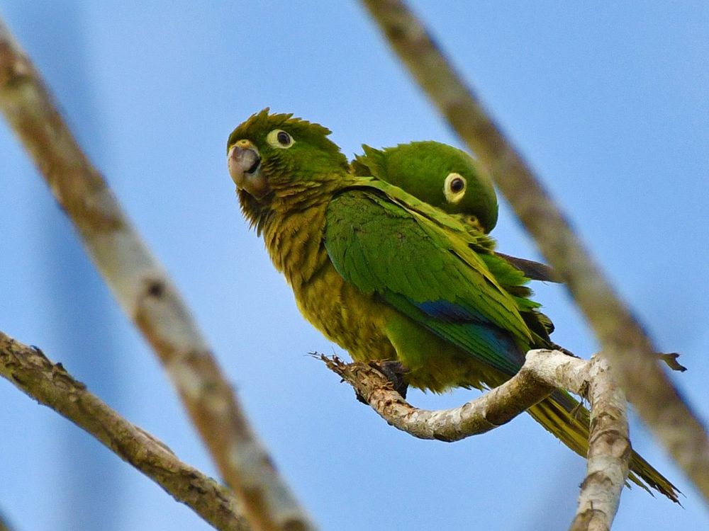 Olive-throated Parakeet (Eupsittula nana) 
Costa  Rica  15-03-2022
