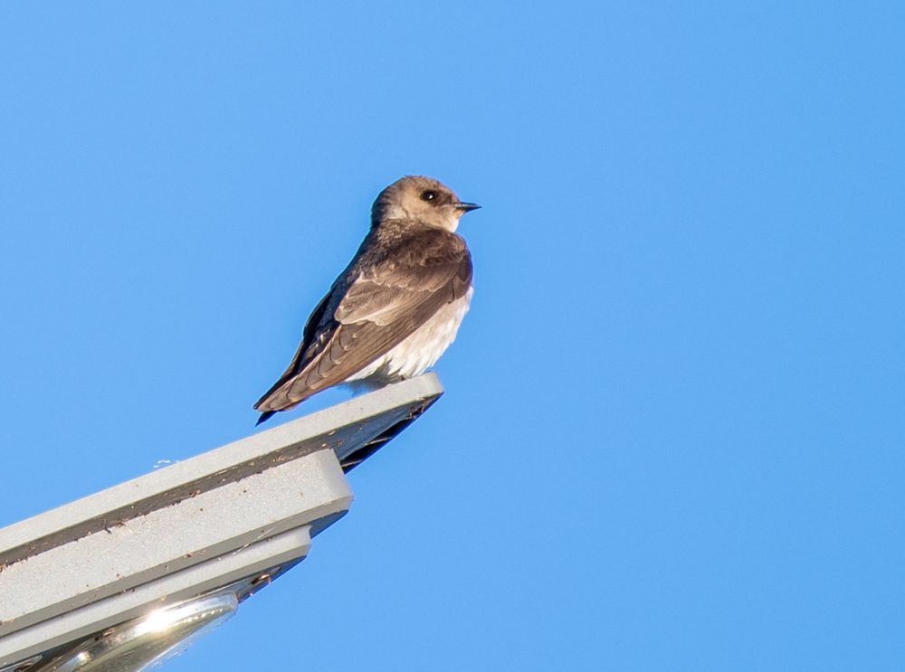 Northern Rough-winged Swallow (Stelgidopteryx serripennis) 
Costa  Rica  11-03-2022