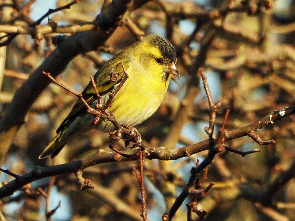 Siskins (Spinus spinus) 