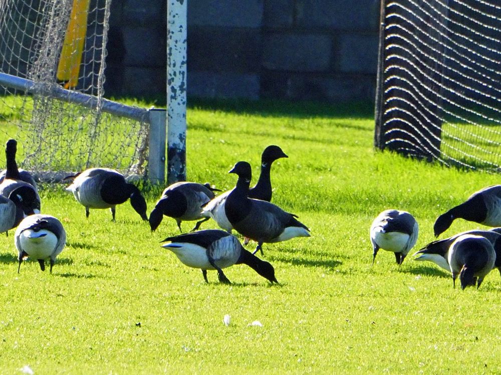 Dark-bellied Brant Goose (Branta bernicla bernicla) 
among 740+ Pale-bellied Brent Goose (Branta bernicla hrota) 
@ Erin's Isle Pitch, Finglas, Dublin, Ireland  17-01-2025