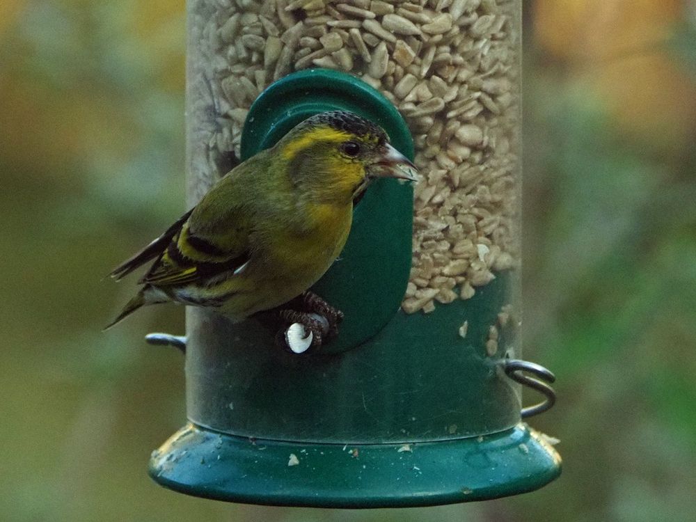 Siskins (Spinus spinus) 
