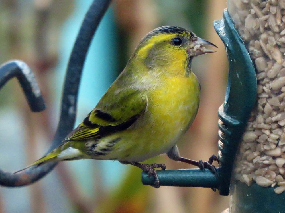Siskin (Spinus spinus) 
Cappagh  Finglas  Dublin  25-01-2025
