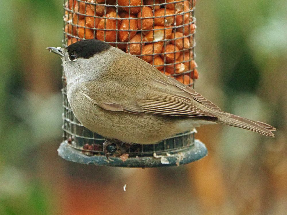Blackcap (Sylvia atricapilla) male
Cappagh, Finglas, Dublin  08-01-2025