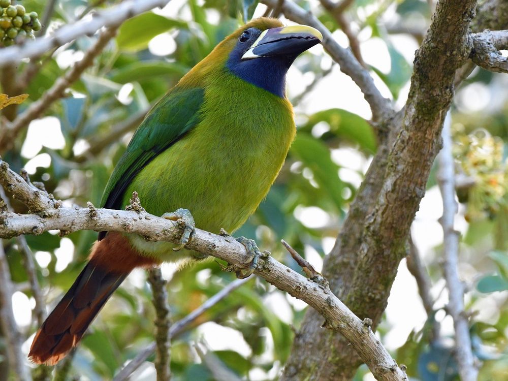 Northern Emerald-Toucanet (Blue-throated)
(Aulacorhynchus prasinus caeruleogularis) 
Costa  Rica  19-03-2022