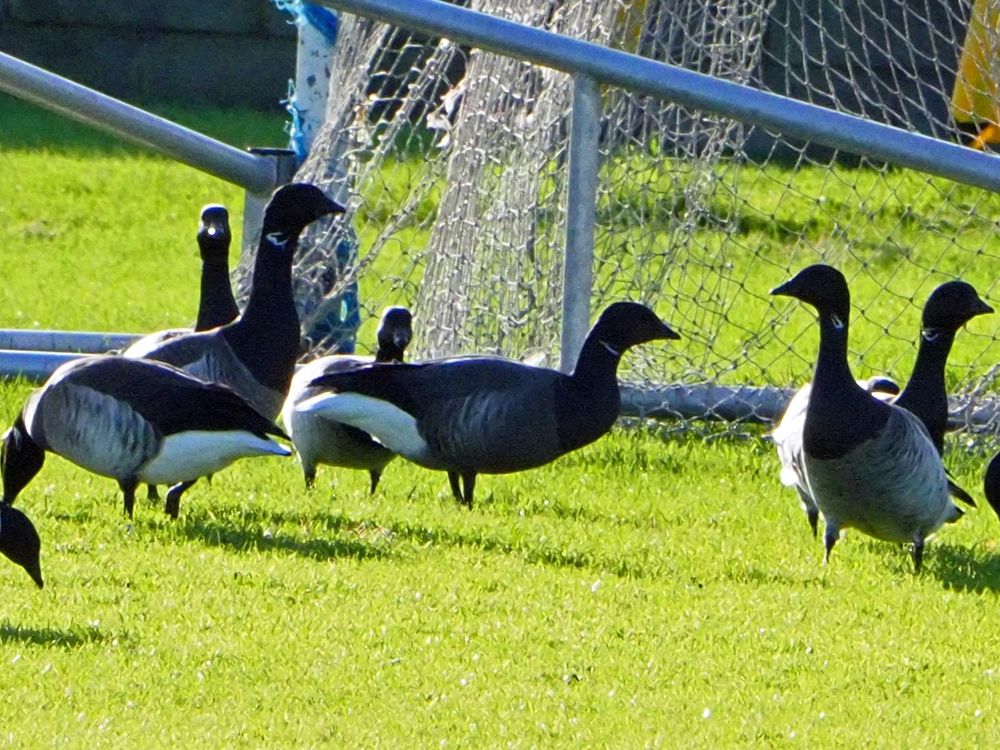 Dark-bellied Brant Goose (Branta bernicla bernicla) 
among 740+ Pale-bellied Brent Goose (Branta bernicla hrota) 
@ Erin's Isle Pitch, Finglas, Dublin, Ireland  17-01-2025