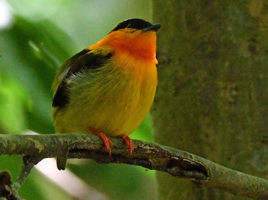 Orange-collared Manakin (Manacus aurantiacus) 
Costa  Rica  21-03-2022