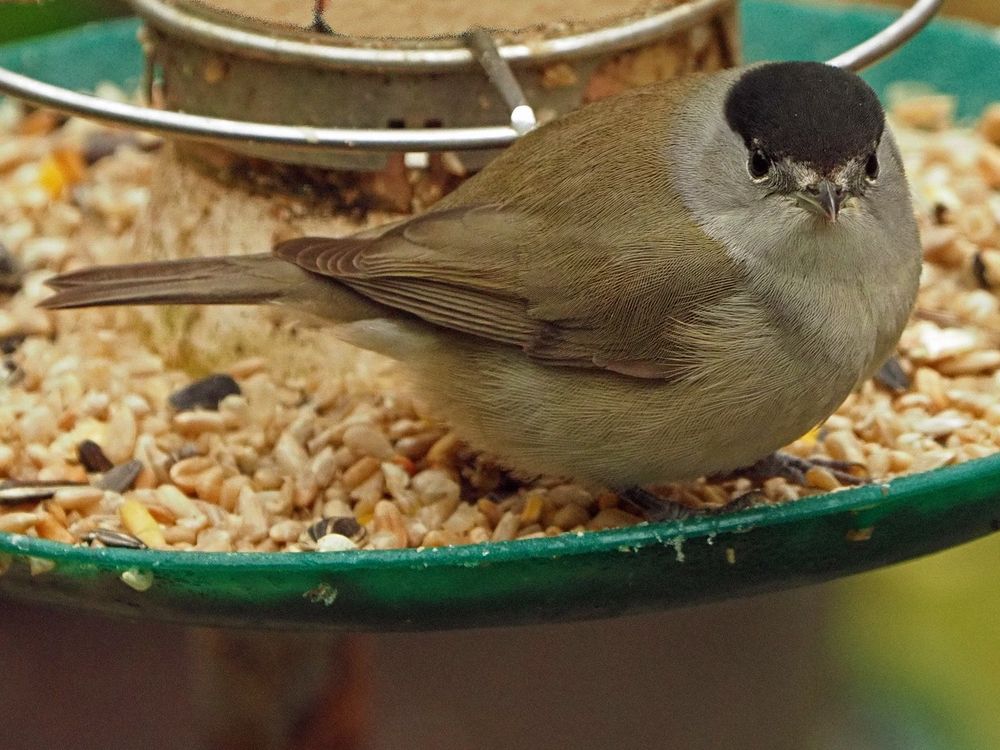 Blackcap (Sylvia atricapilla) male
Cappagh, Finglas, Dublin  08-01-2025