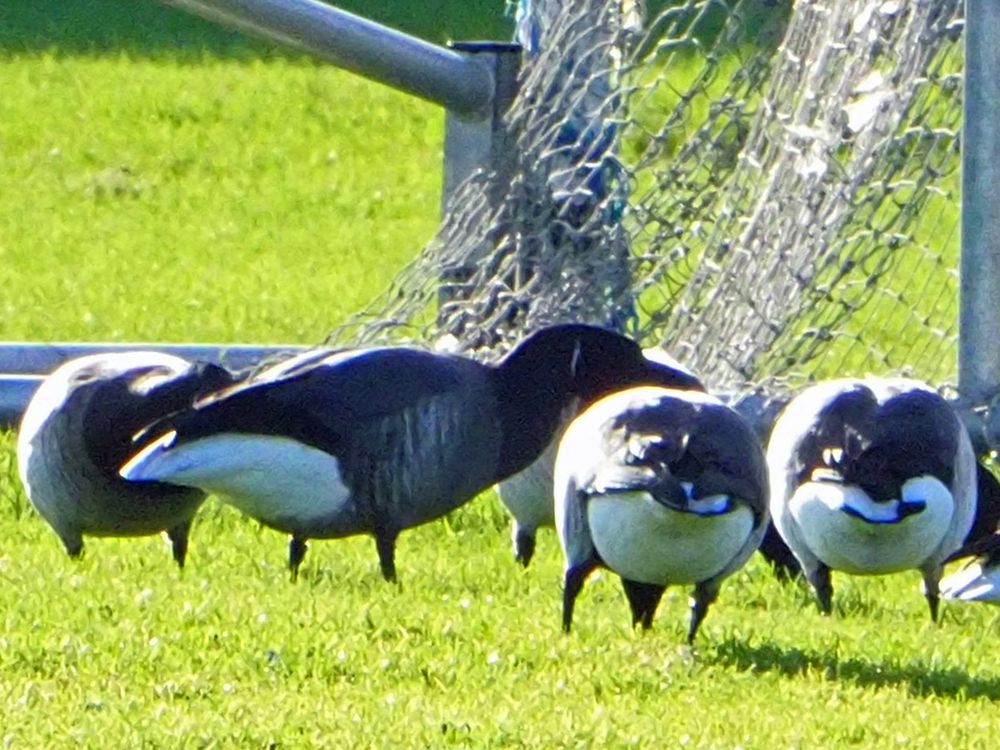 Dark-bellied Brant Goose (Branta bernicla bernicla) 
among 740+ Pale-bellied Brent Goose (Branta bernicla hrota) 
@ Erin's Isle Pitch, Finglas, Dublin, Ireland  17-01-2025