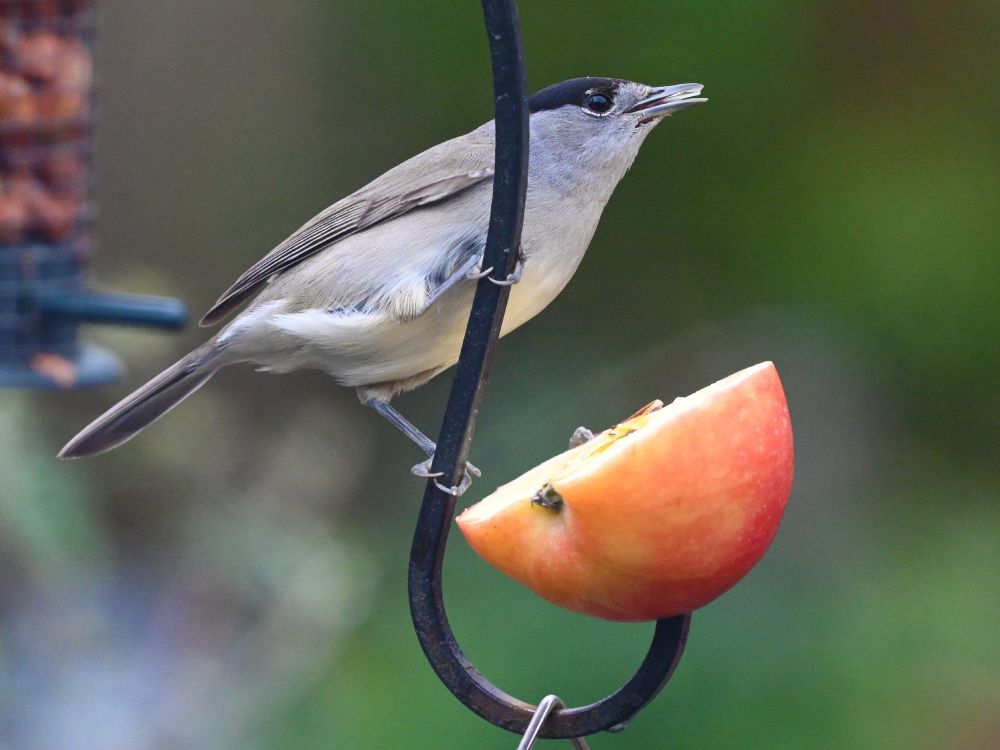 Blackcap (Sylvia atricapilla) male 
Cappagh  Finglas  Dublin  16-02-2025