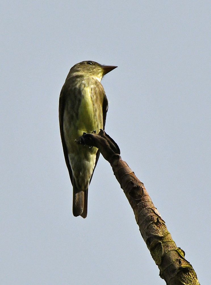 Olive-sided Flycatcher (Contopus cooperi) 
Costa  Rica  17-03-2022