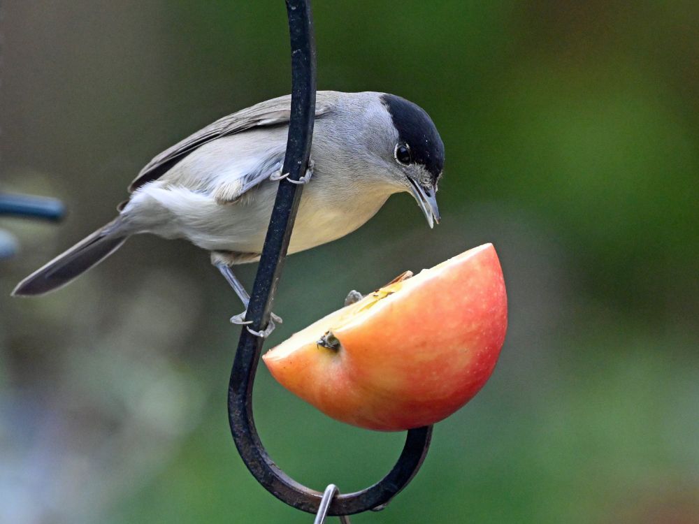 Blackcap (Sylvia atricapilla) male 
Cappagh  Finglas  Dublin  16-02-2025