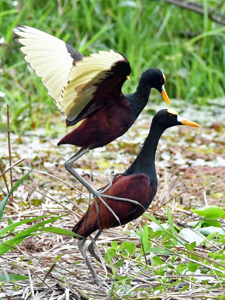 Northern Jacana (Jacana spinosa) 
Costa  Rica  15-03-2022