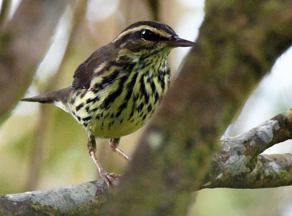 Northern Waterthrush (Parkesia noveboracensis) 
Costa  Rica  15-03-2022