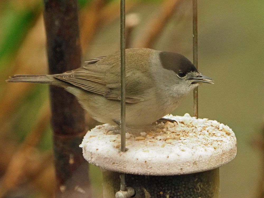 Blackcap (Sylvia atricapilla) male
Cappagh, Finglas, Dublin  08-01-2025