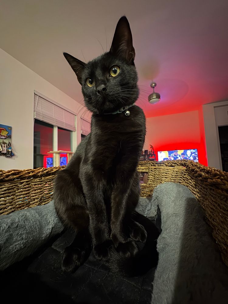 My black kitty cat Rio.