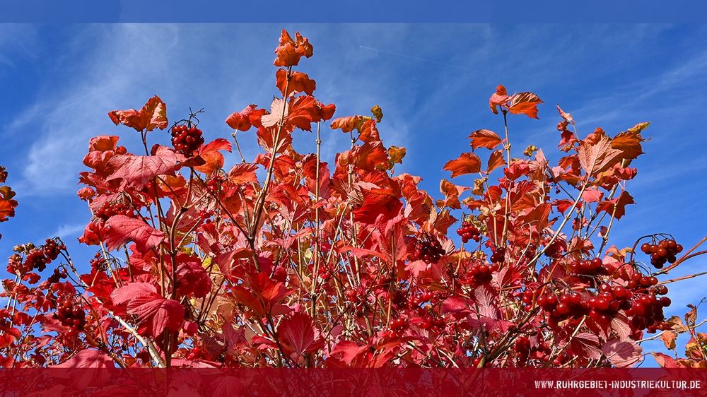 Leuchtend rote Herbstblätter und Beeren eines Strauches ragen vor strahlend blauem Himmel in die Höhe, Froschperspektive