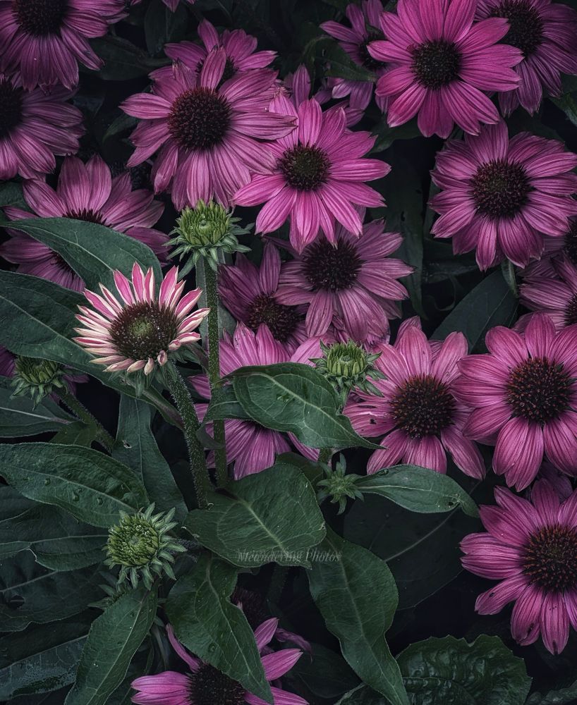 The Echinacea blooms are arriving in abundance. 