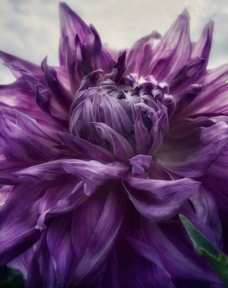 The unfurling of the Dahlia is like a Lions mane being shaken up awakening. 