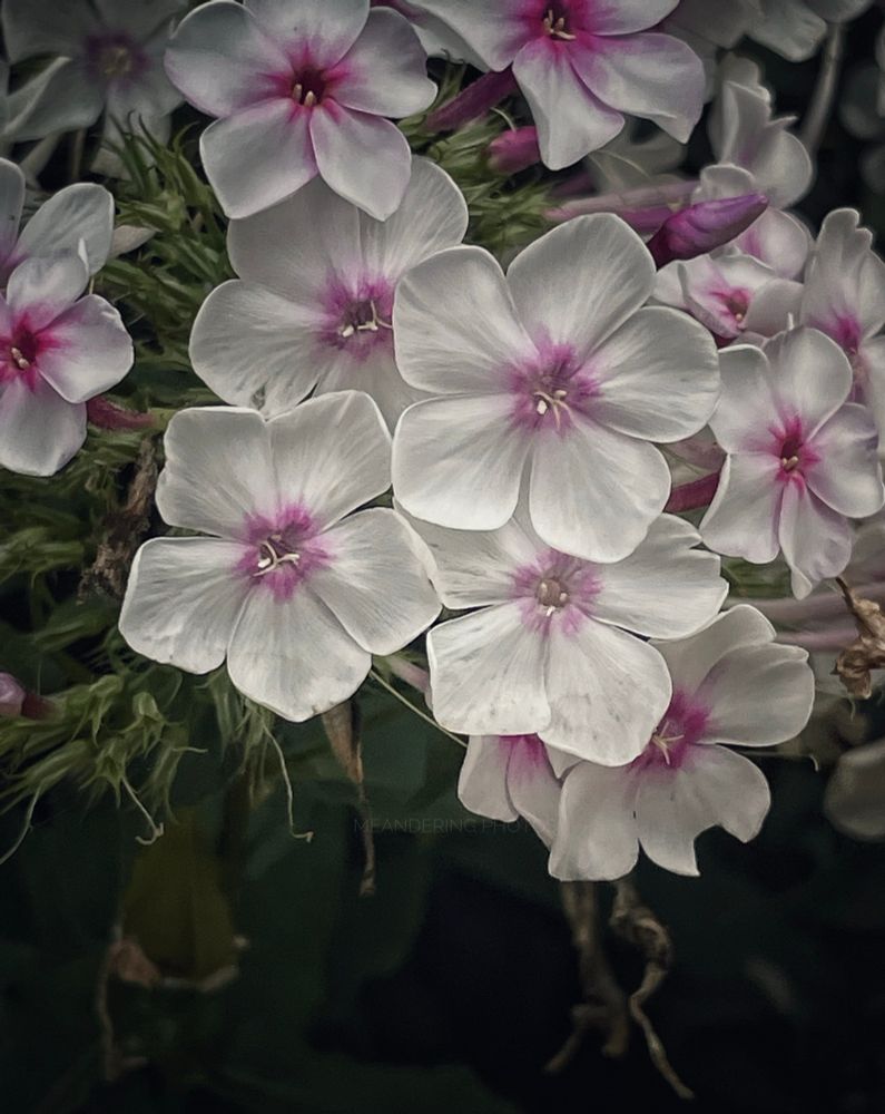 The white Phlox blooms with pink centres are fading,  soon to fall to the earth to nourish the soil.  