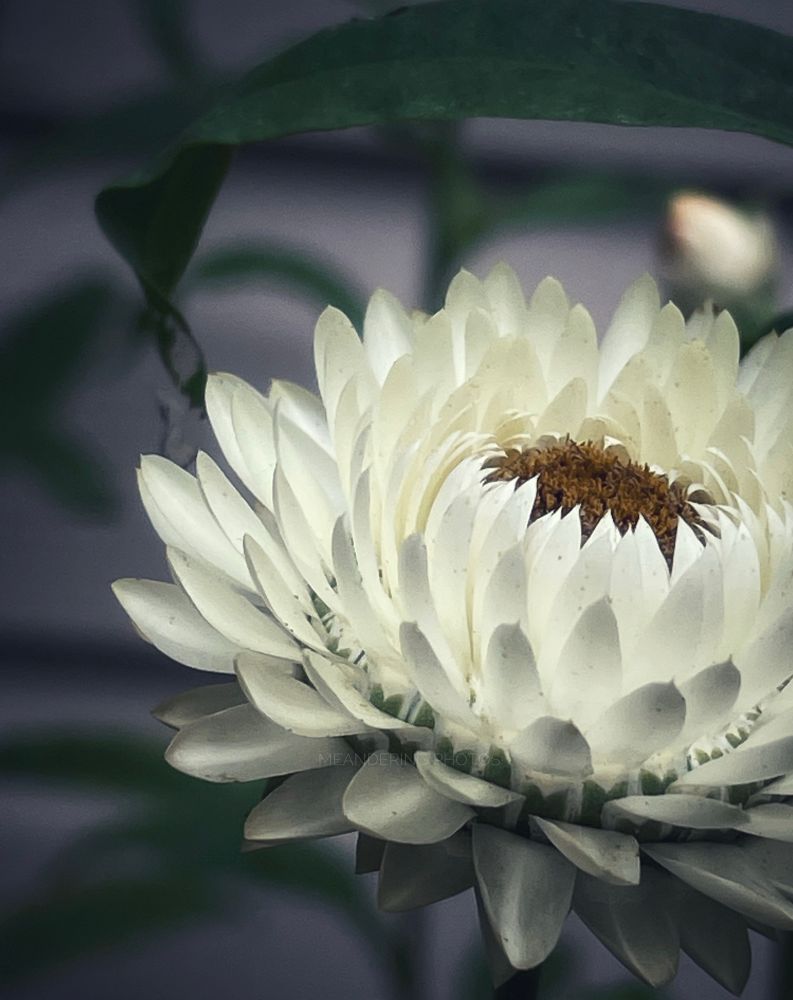 A white strawflower showing off its paper like leaves.  