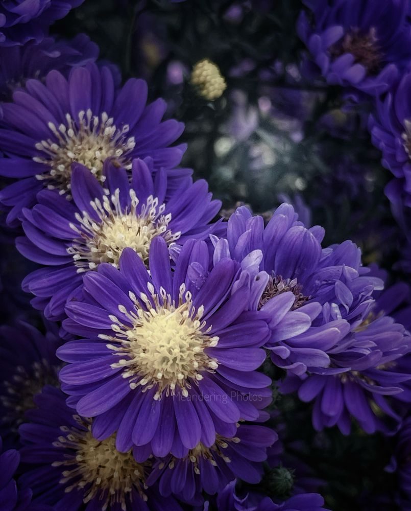 The purple asters are shining stars every October! 