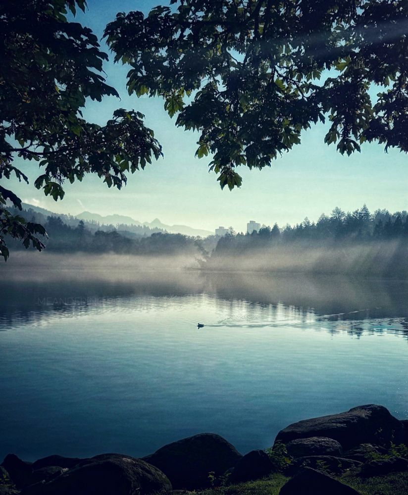 A lone duck appears from the mist and graces the inlet as mist shrouds the surrounding trees.  