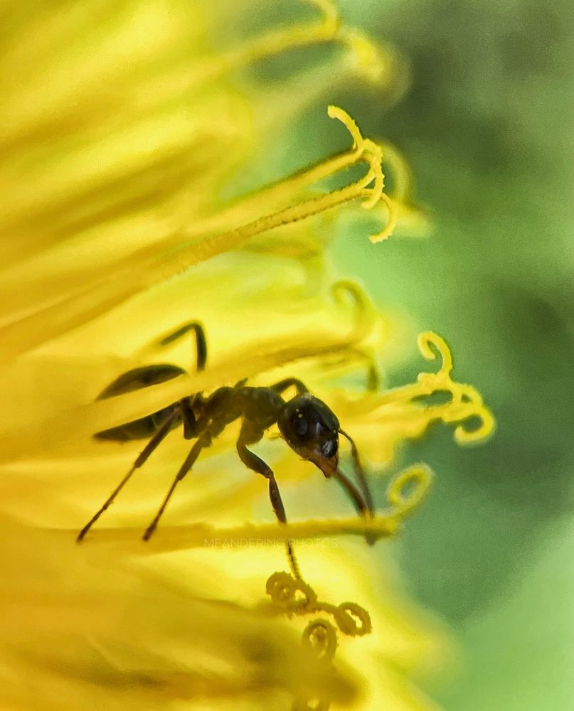 The wood ant does a keen inspection of the Dandelion forest. 