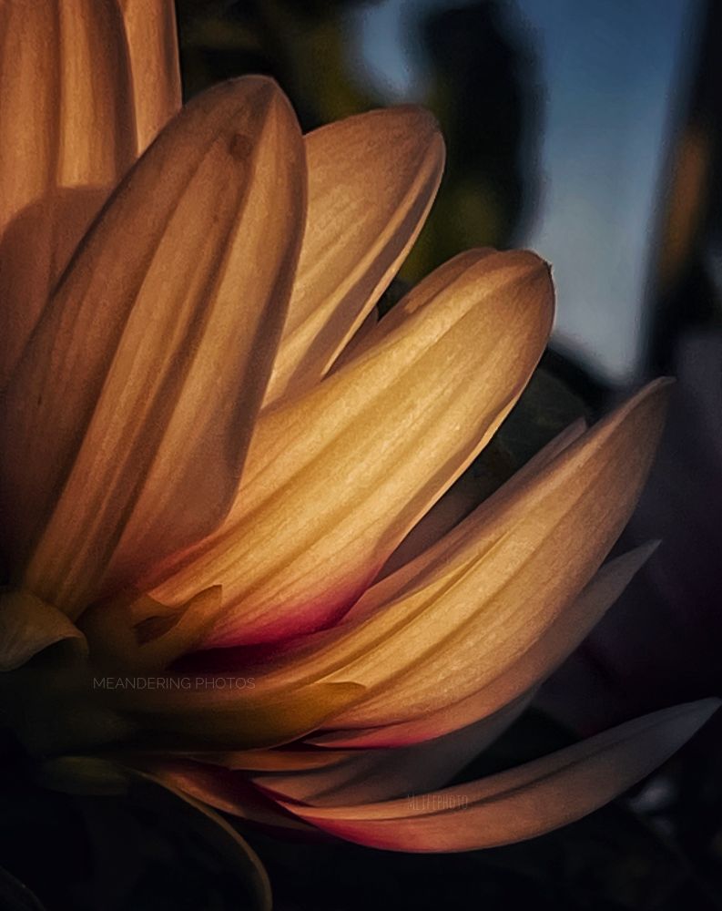 The Dahlia pedals get the first touches of sunlight to illuminate their appeal. 