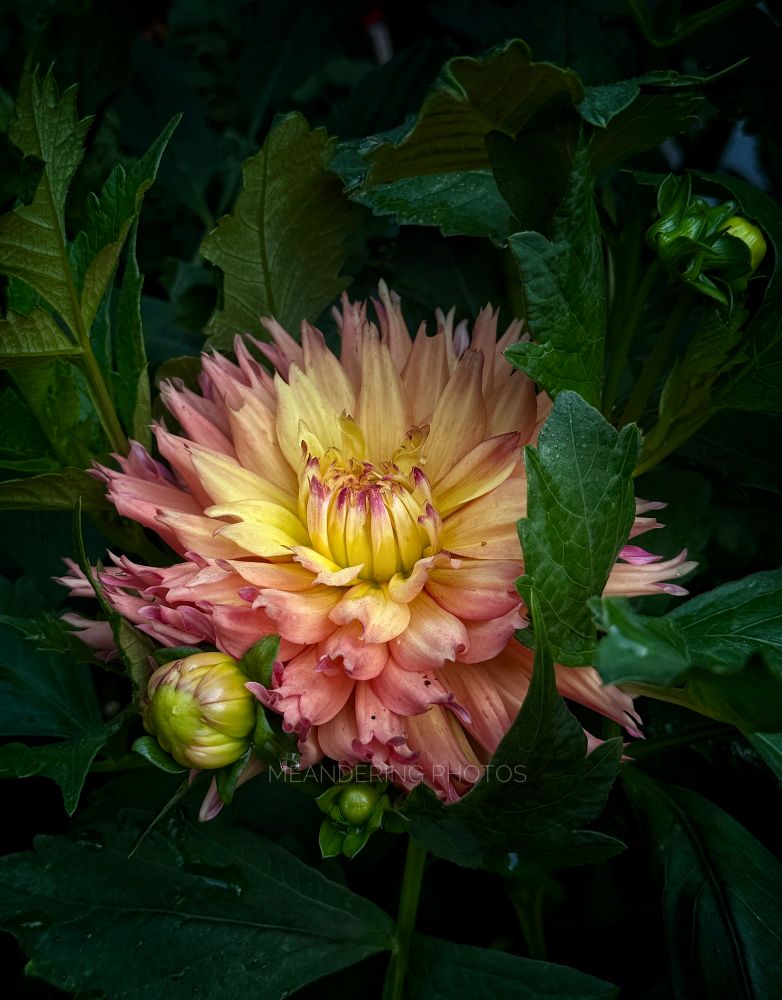 A hidden yellow Dahlia with rose coloured tips is burrowed in her foliage. 