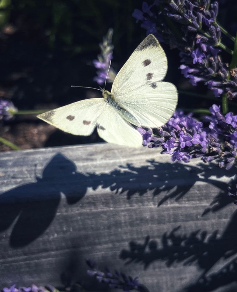 A white butterfly & her shadow float away from the Lavender.  