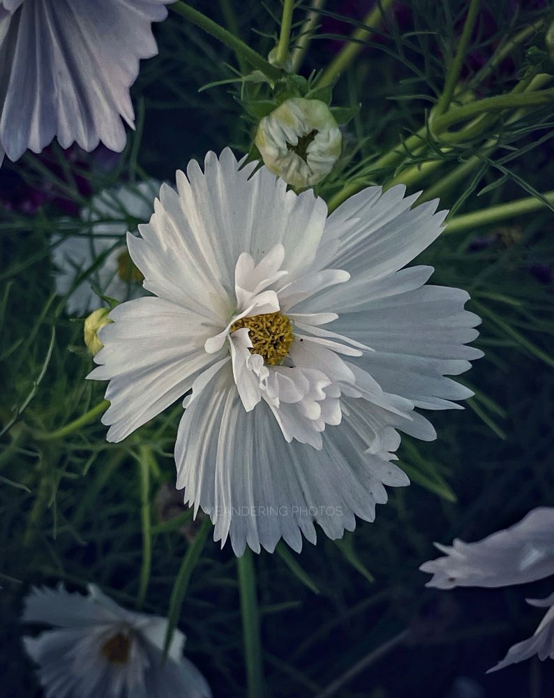 The white double cosmos have arrived like a fresh water colour painting. 