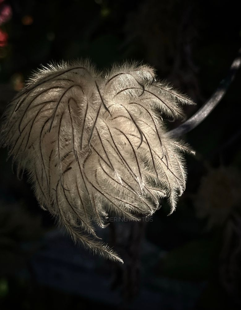 A Clematis bloom drying receives a touching of sunlight.  
