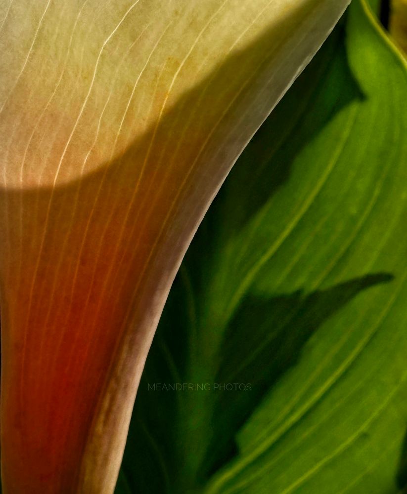 The stock of the Calla Lily bloom and her supporting leaves get a touch a sun to show case her details. 
