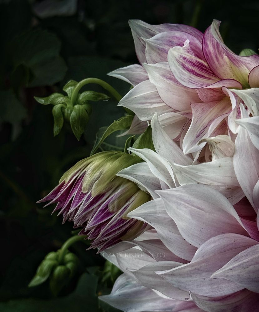 Soft pink Dahlia petals float around the budding new arrival in support. 
