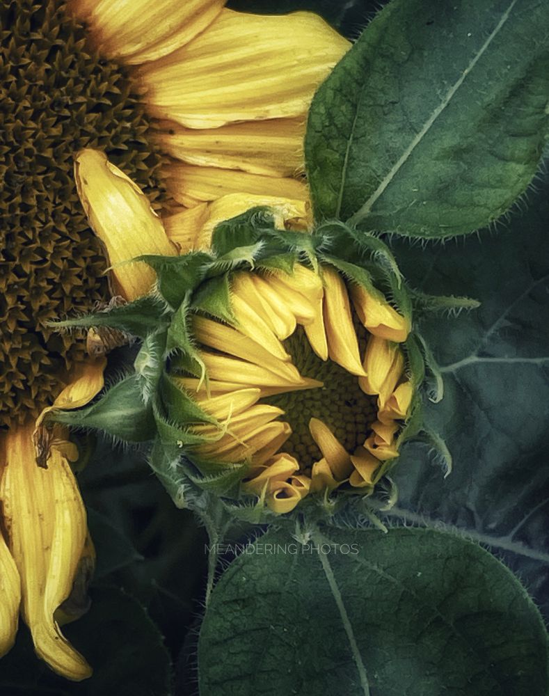 A new Sunflower arrival gently opens with a mature bloom providing support. 