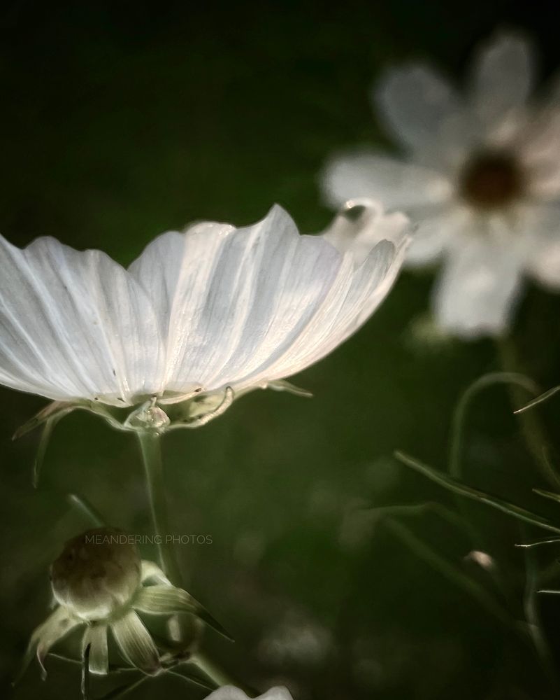 White Cosmos dancing with the wind 🕊️