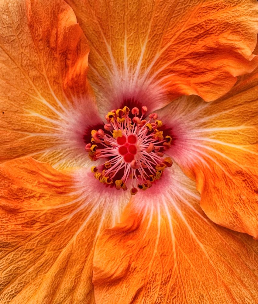Close up look of a tangerine Hisbiscus with all its texture and design is eye pleasing. 