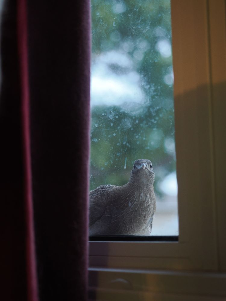 Prairie chicken on a window sill