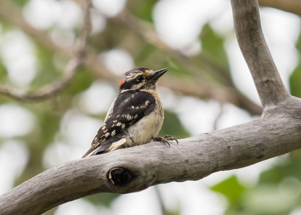 A bird posing for it's close up