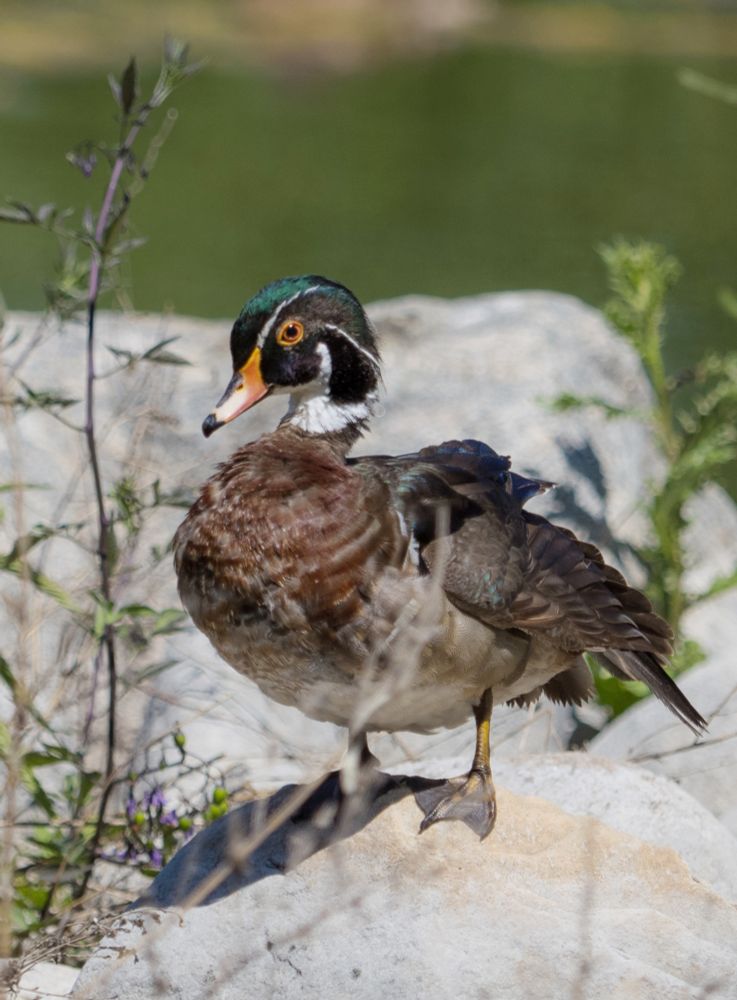 Male wood duck