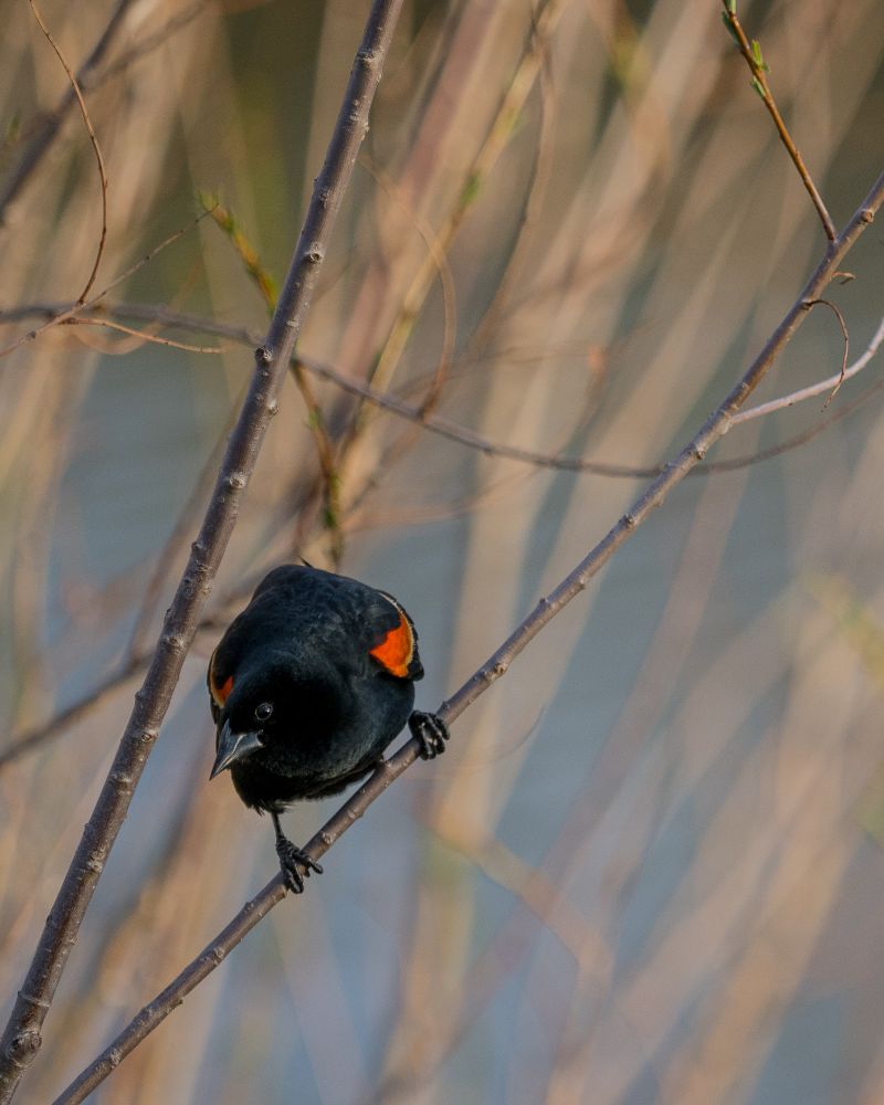 Red wing blackbird?