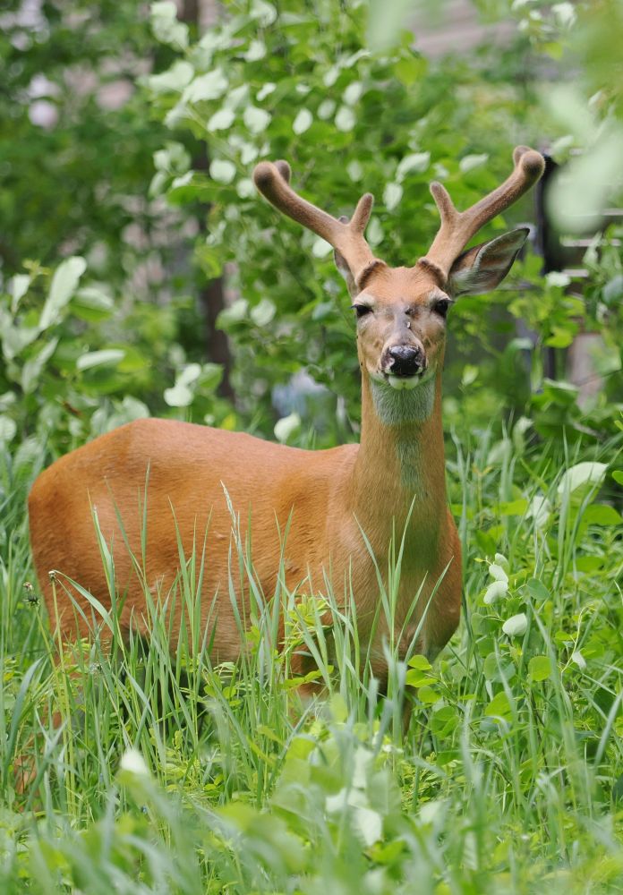 A deer in tall grass
