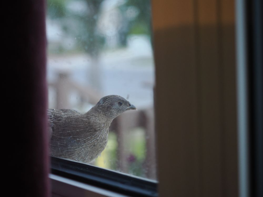 Prairie chicken on a window sill