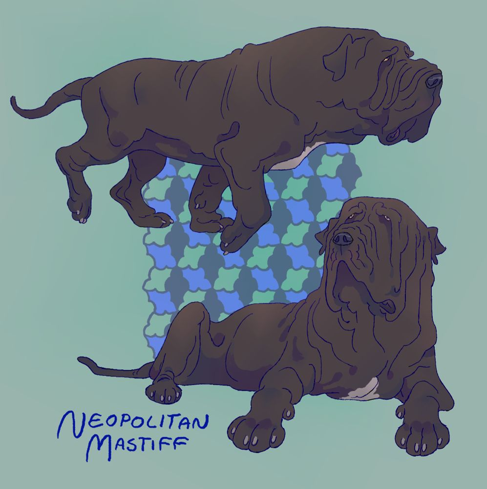 An illustration of 2 Neopolitan Mastiffs. They are against a turquoise background with a repeating pattern of shapes in the center of the background. One of the mastiffs is walking to the right and another lays down and looks at the viewer. 